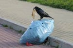 もううんざり！ ゴミ捨て場のカラス被害に悩まされない方法とは？