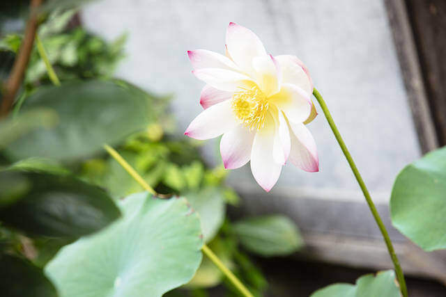 リノベと地域で繋ぐ憩いの場。築87年の古民家カフェ『蓮月』