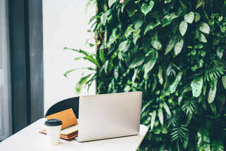 オフィスにピッタリな観葉植物は？オシャレで丈夫な植物の選び方や注意点を解説 | カシワバラさんの暮らし。