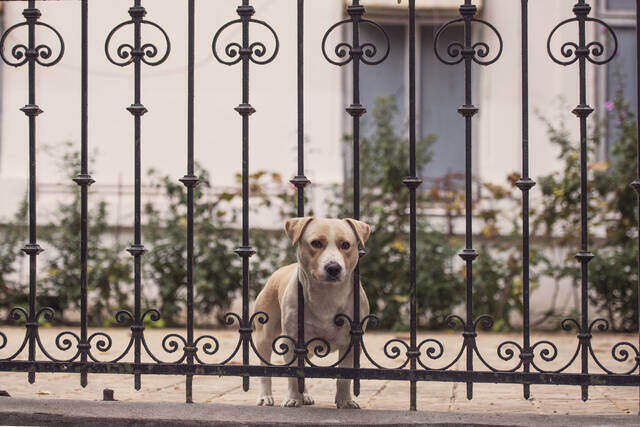 ペットに優しい家のリフォーム方法とは？快適な暮らしを提供