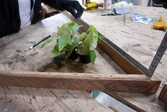 ウォールグリーンを楽しむ！簡単に作れて飾れるDIYプランター