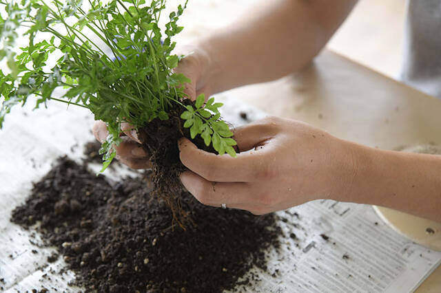 植物は“置かず”に“掛ける”時代へ！省スペースかつおしゃれなプランターをDIY植物は“置かず”に“掛ける”時代へ！省スペースかつおしゃれなプランターをDIY