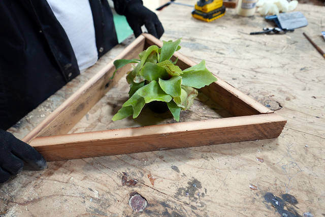 ウォールグリーンを楽しむ！簡単に作れて飾れるDIYプランター