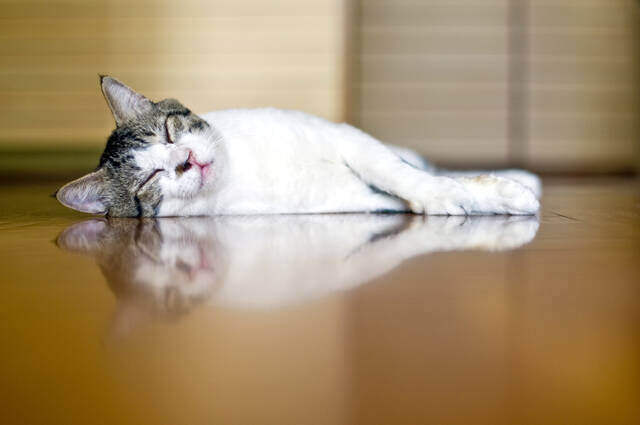 ペットに優しい家のリフォーム方法とは?快適な暮らしを提供