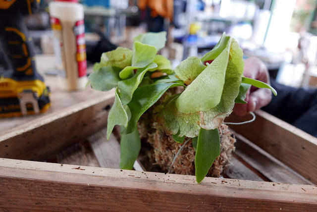 ウォールグリーンを楽しむ！簡単に作れて飾れるDIYプランター