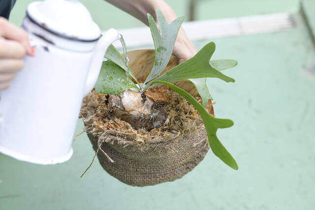 植物は“置かず”に“掛ける”時代へ！省スペースかつおしゃれなプランターをDIY