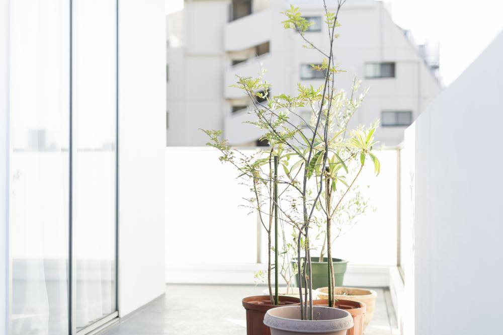 ベランダの観葉植物