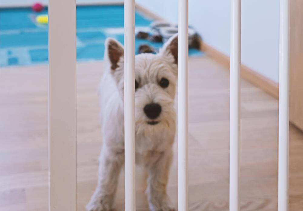 犬