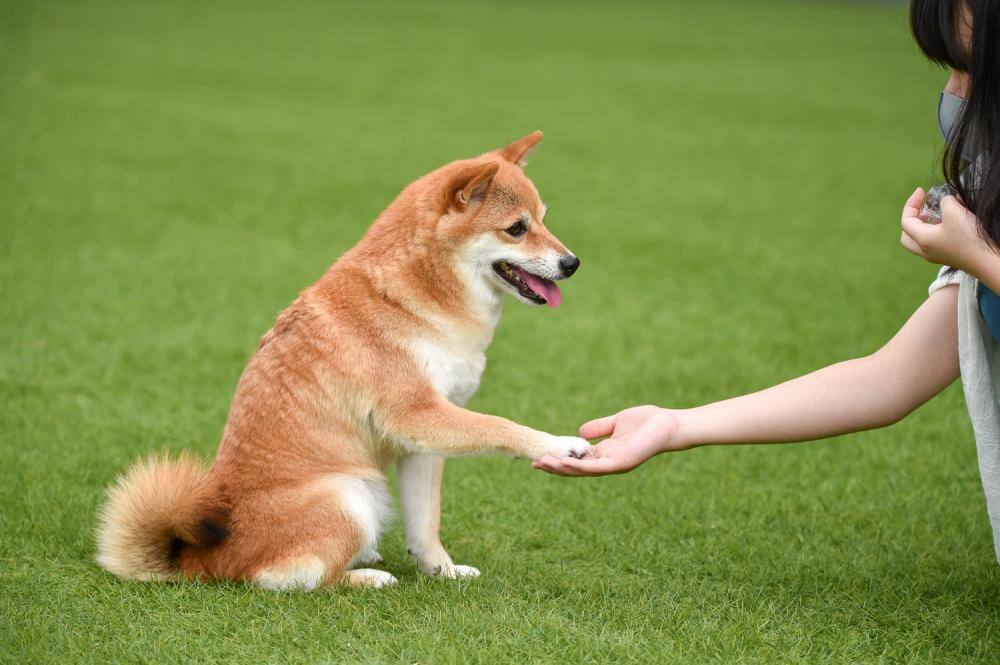 ペットのしつけ