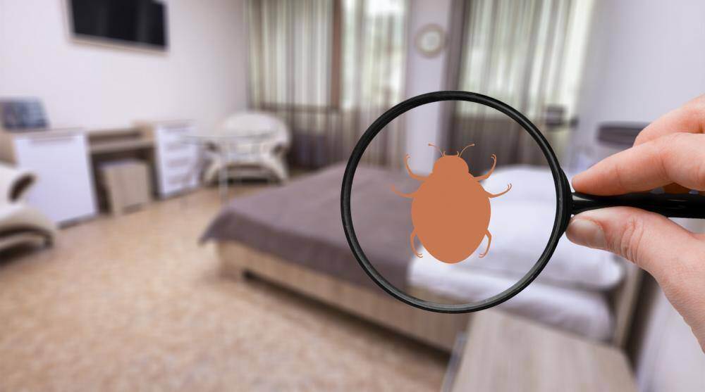 害虫が発生する原因を知っておこう