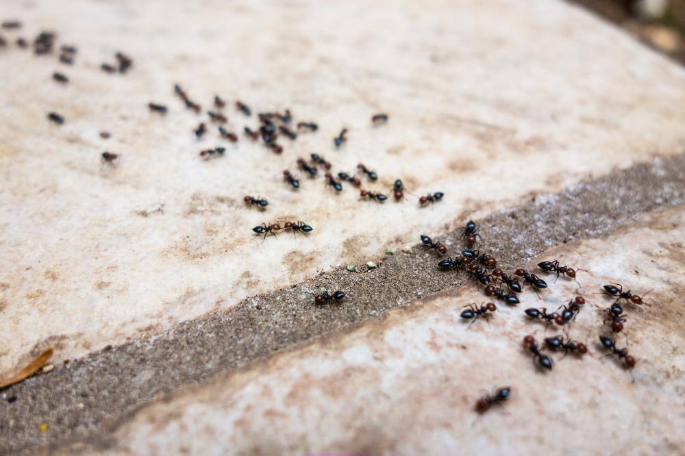害虫を原因として起きるトラブルは大きく3つの種類に分類される