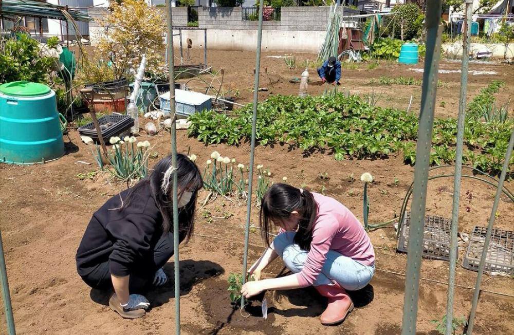 団地住民へ向けて無料で貸し出している畑