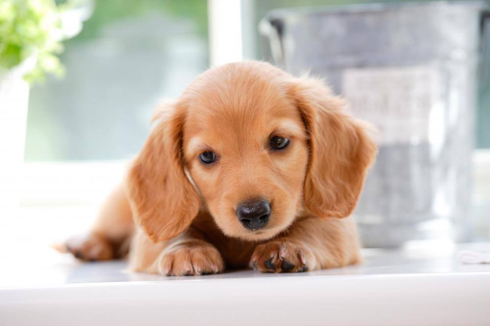 大規模修繕が犬に与えるストレスの要因