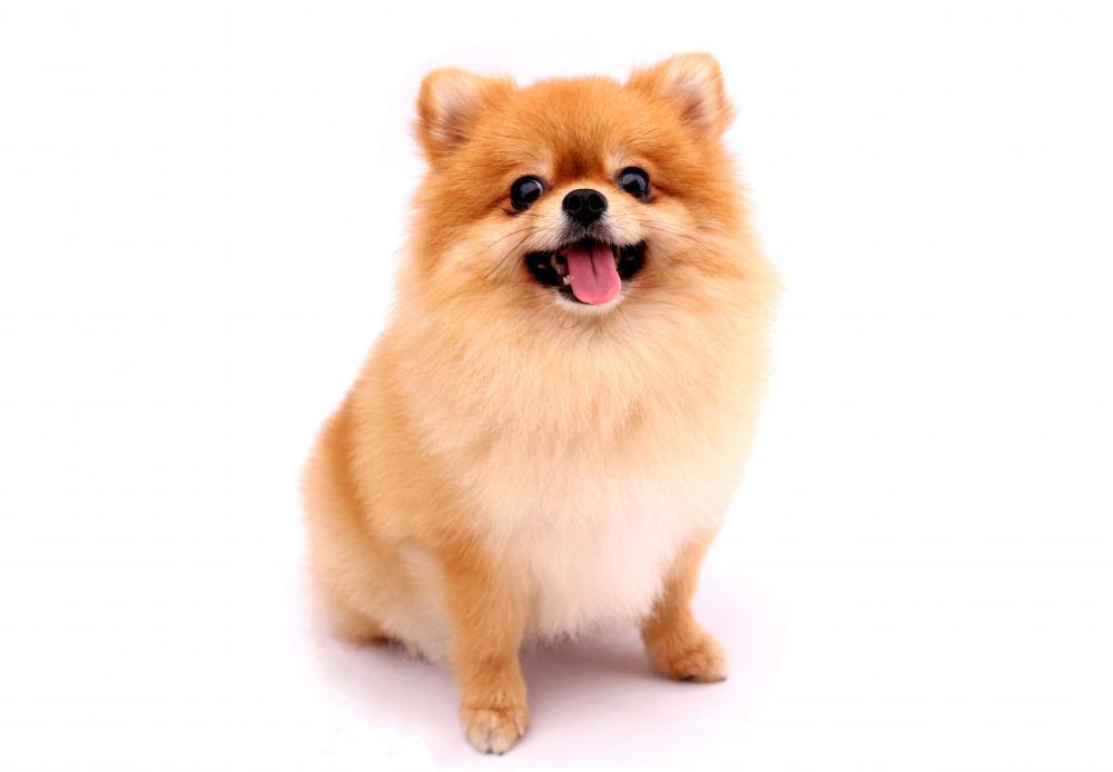 大規模修繕工事は犬にとっても大きなストレスになる