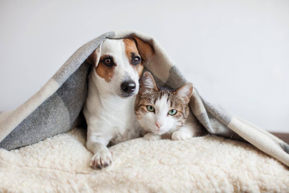 隠れてペットを飼育しているとトラブルが発生しやすい