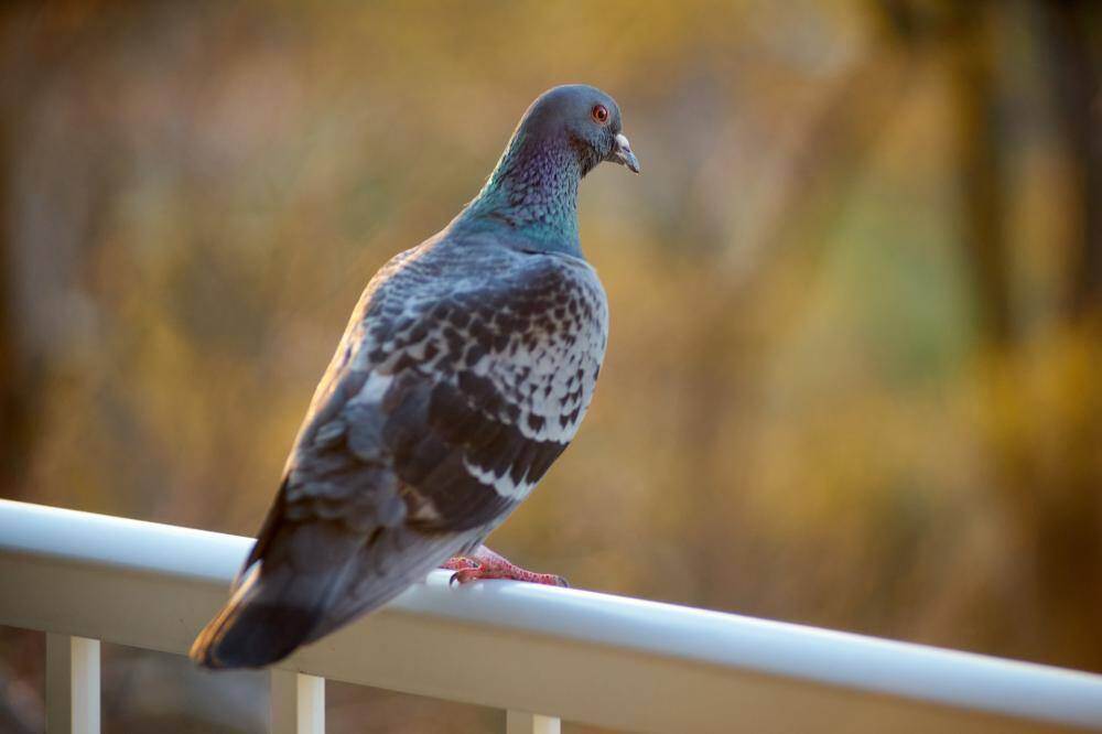 鳥がマンション生活のトラブルの原因となる場合も