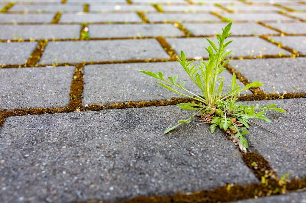 気温が高くなると雑草が急速に成長する